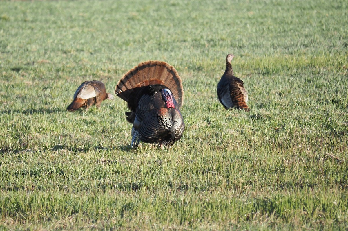 Wild Turkey - André Dionne