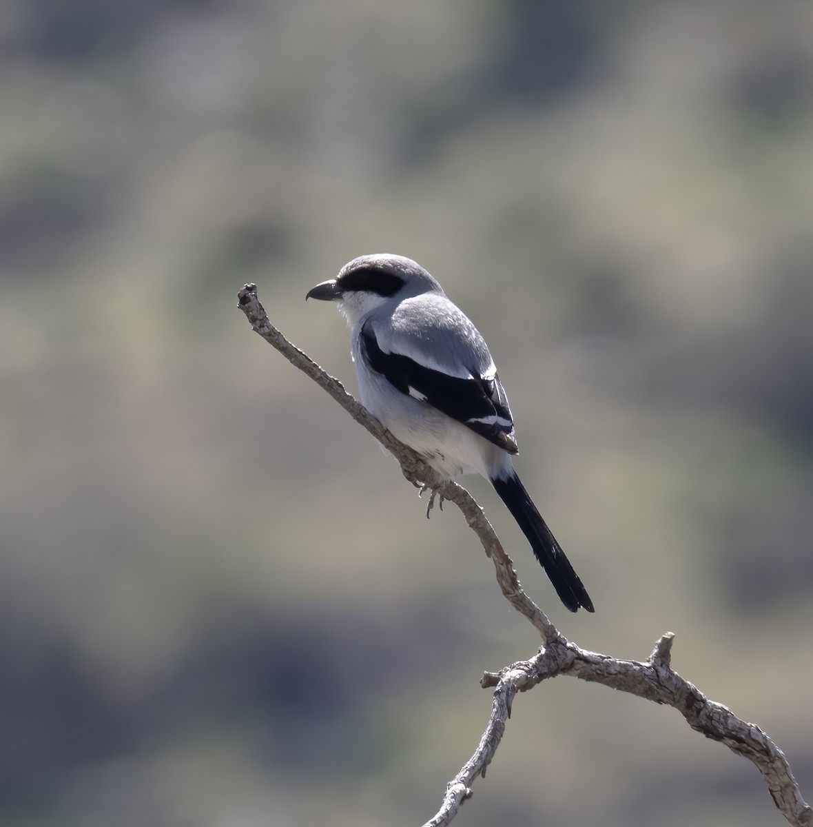 Loggerhead Shrike - Gary Rosenberg