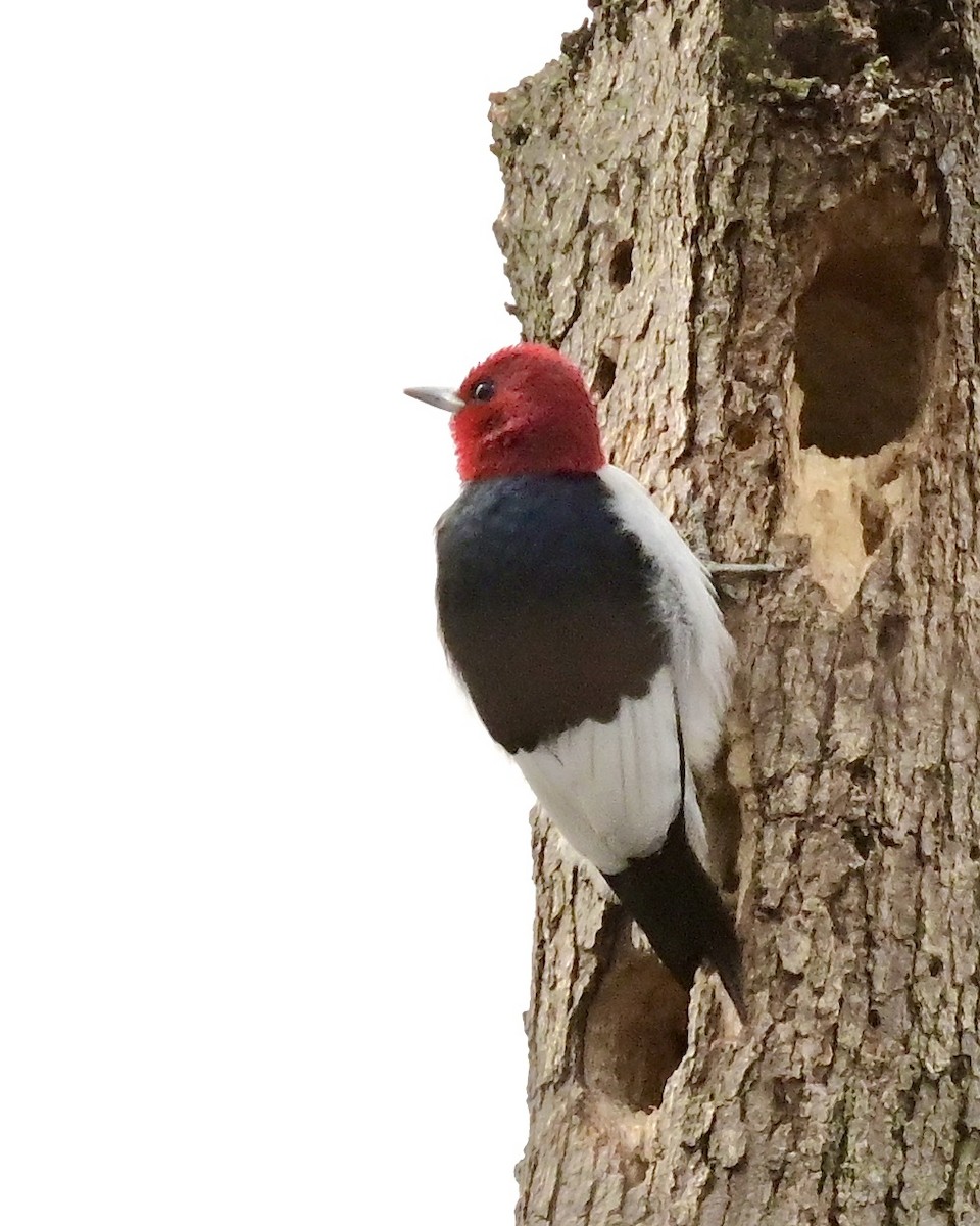 Red-headed Woodpecker - ML617570420