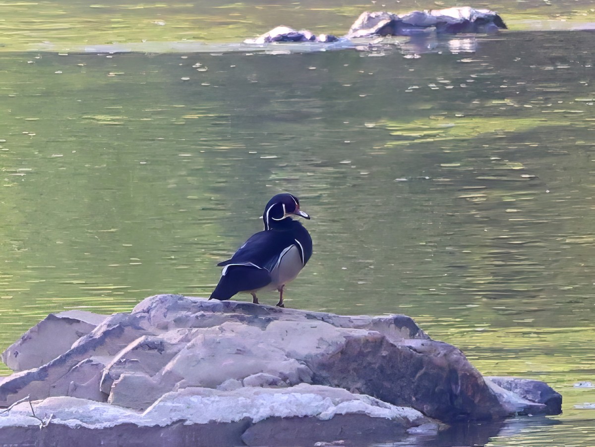 Wood Duck - ML617570477