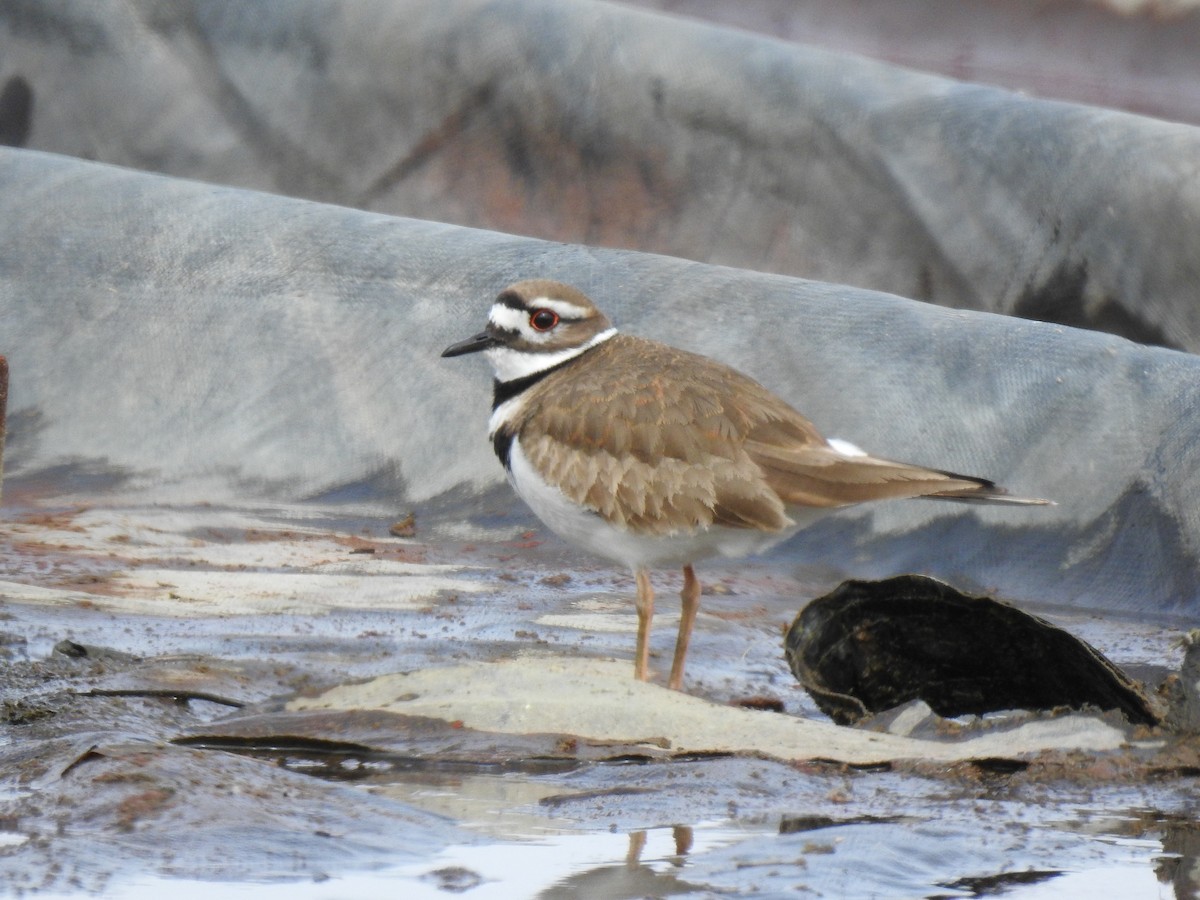 Killdeer - carol villeneuve