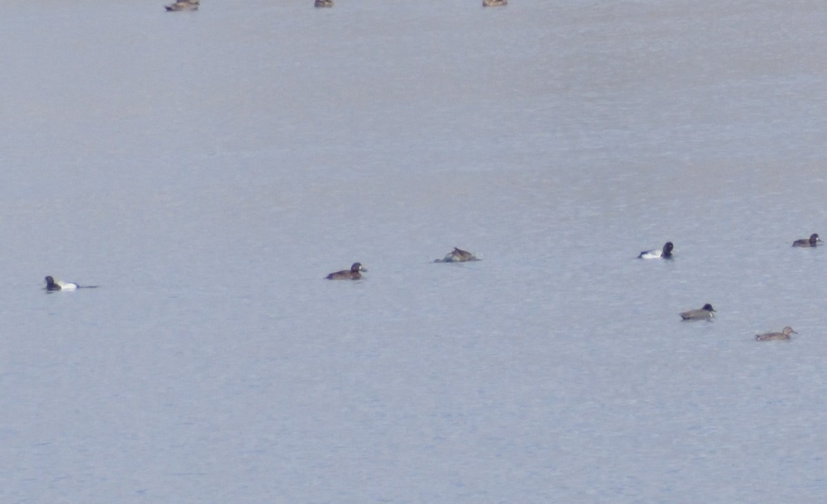 Greater Scaup - Robert Tonge