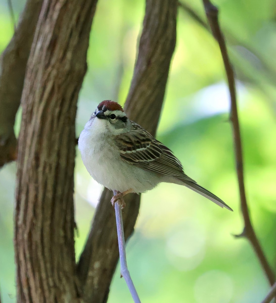 Chipping Sparrow - Lori White