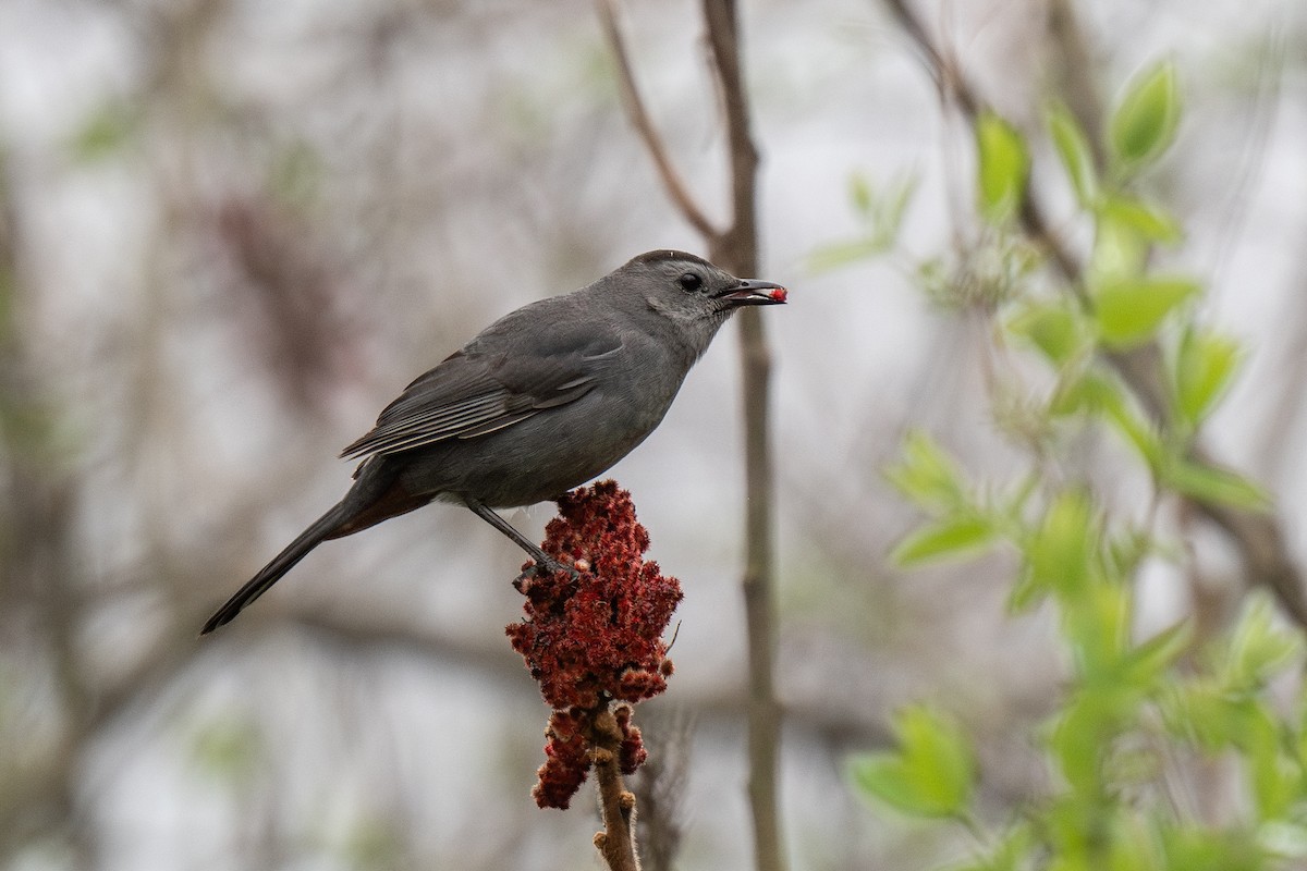 Gray Catbird - ML617570632