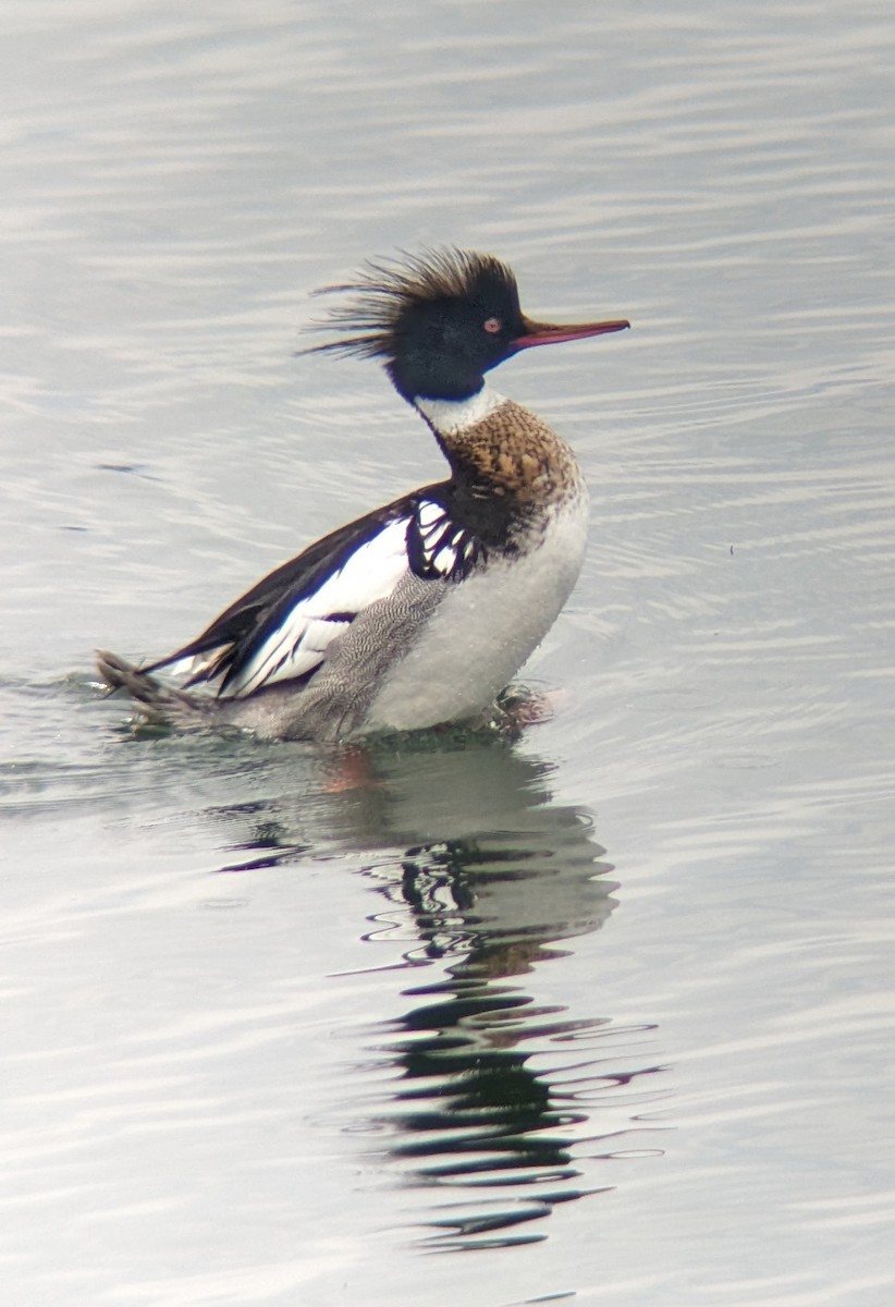 Red-breasted Merganser - ML617570636