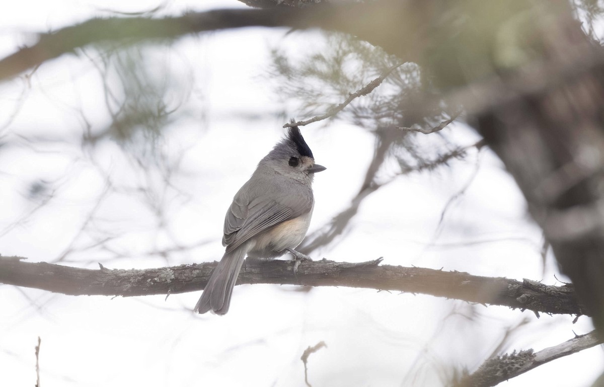 Black-crested Titmouse - Timo Mitzen