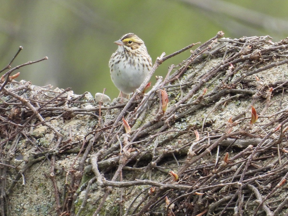 Savannah Sparrow - ML617570676