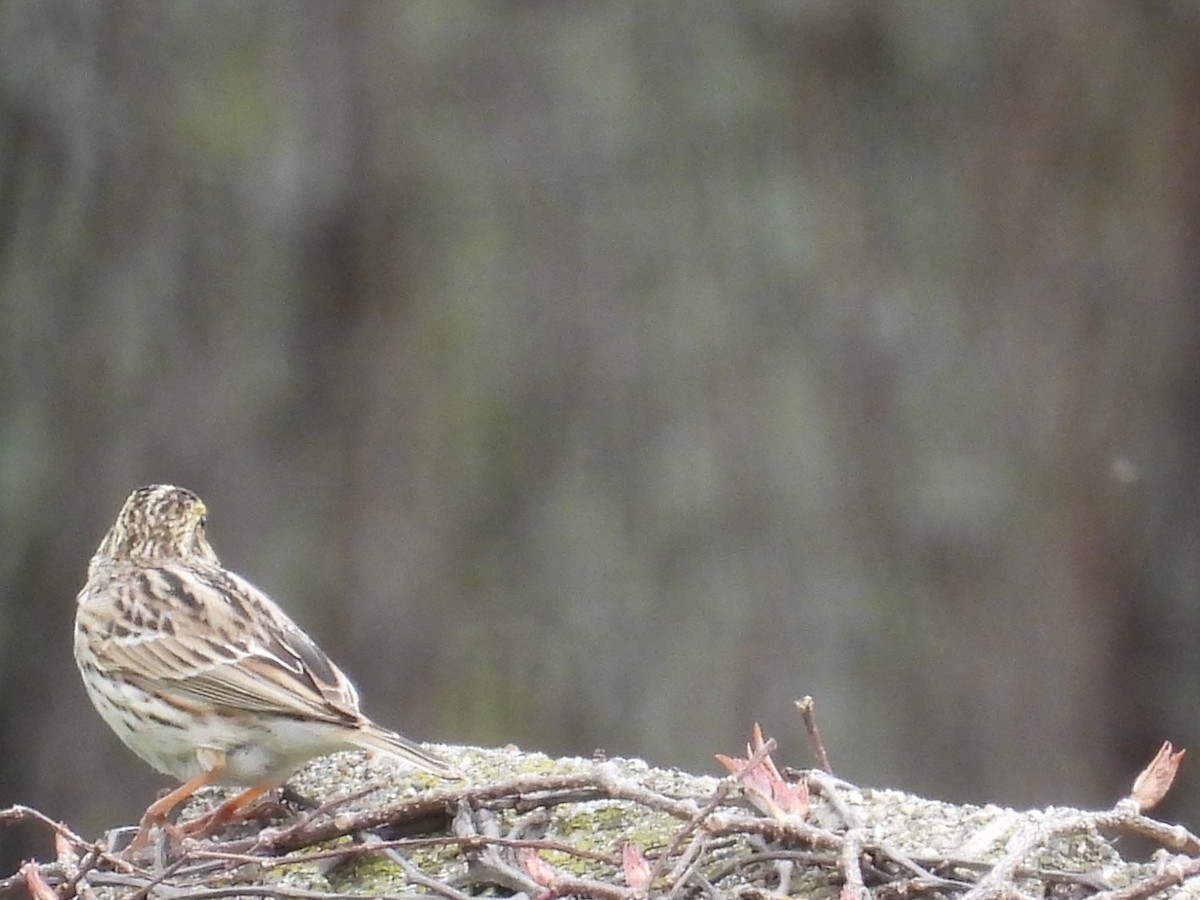 Savannah Sparrow - ML617570677