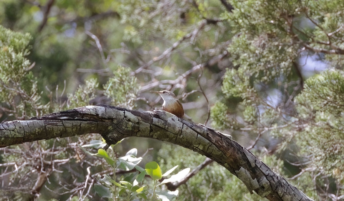 Canyon Wren - Timo Mitzen