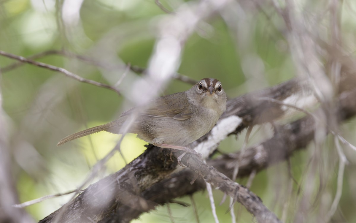 Olive Sparrow - Timo Mitzen