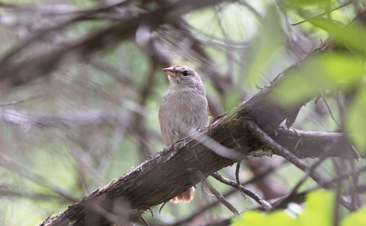 Olive Sparrow - ML617570710