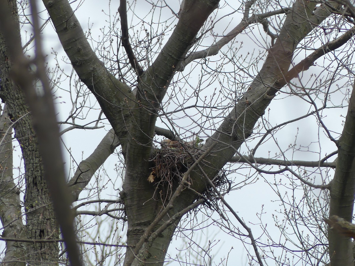 Red-shouldered Hawk - Sally Isacco