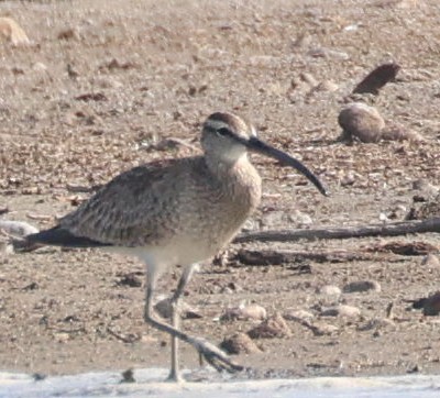 Whimbrel - Kenneth  Thompson