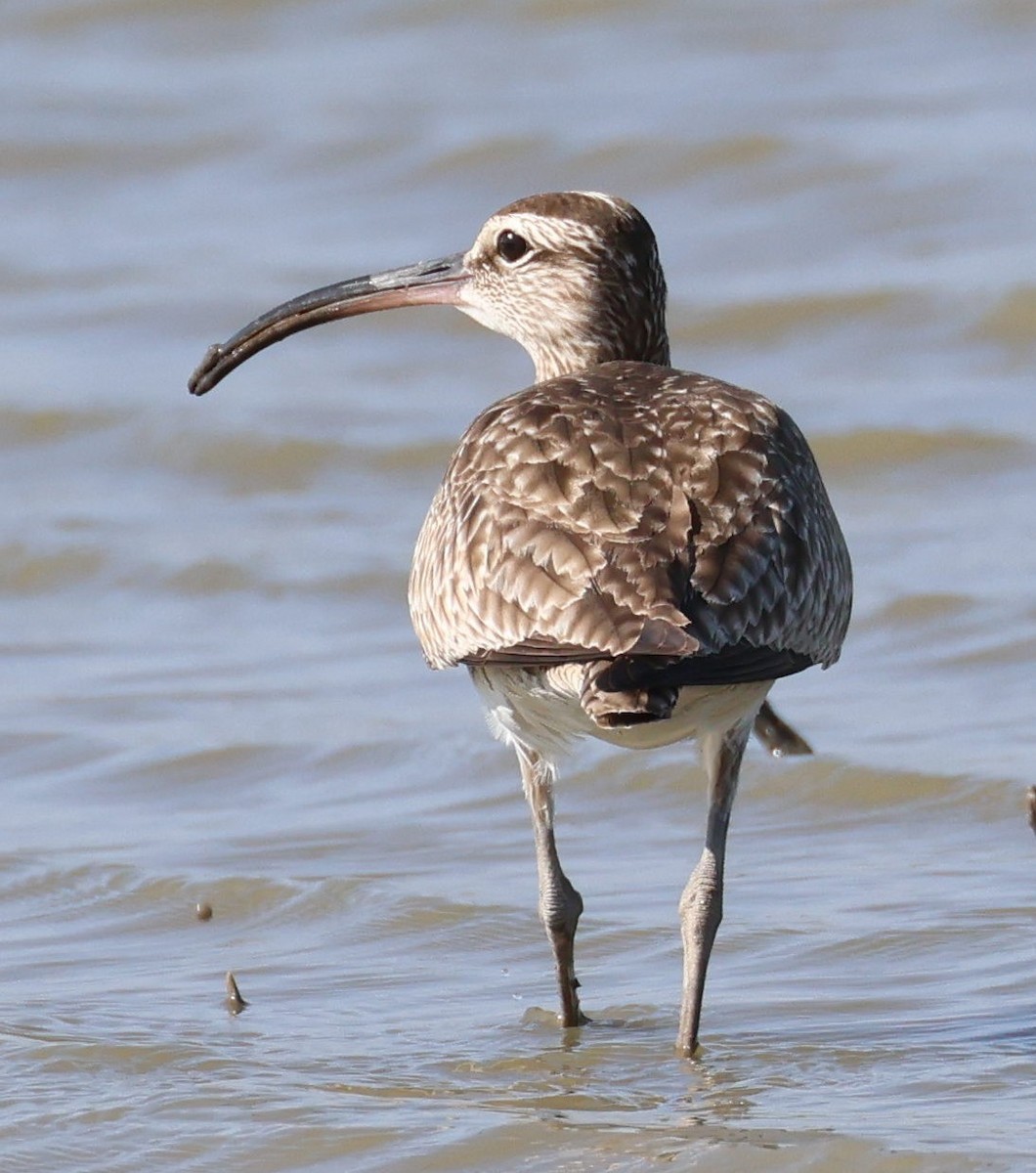 Whimbrel - Kenneth  Thompson