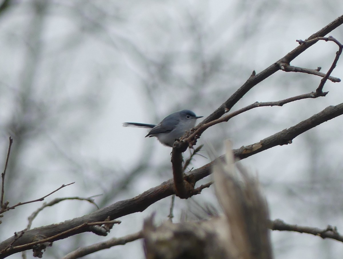 Blue-gray Gnatcatcher - ML617570781