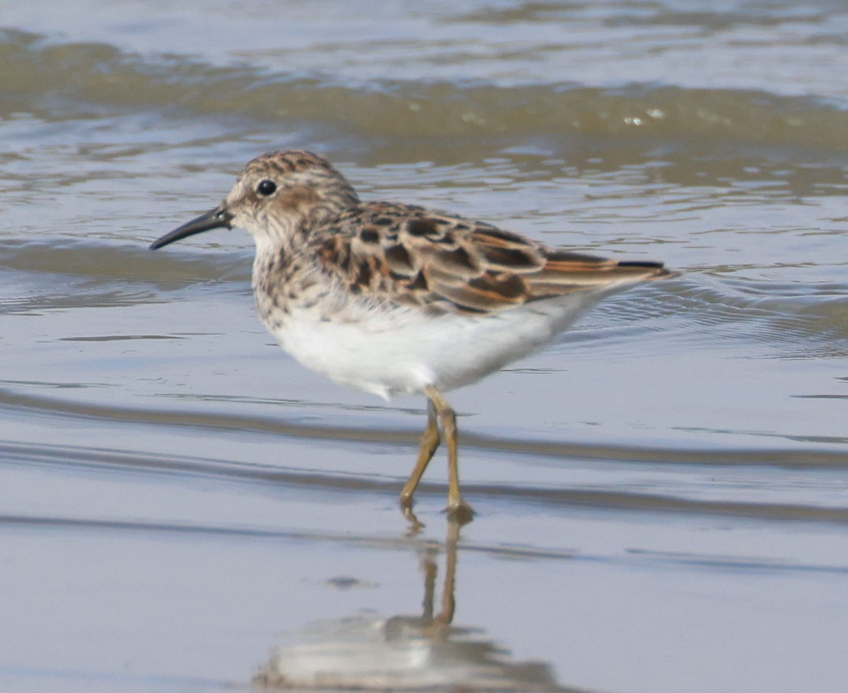 Least Sandpiper - ML617570822