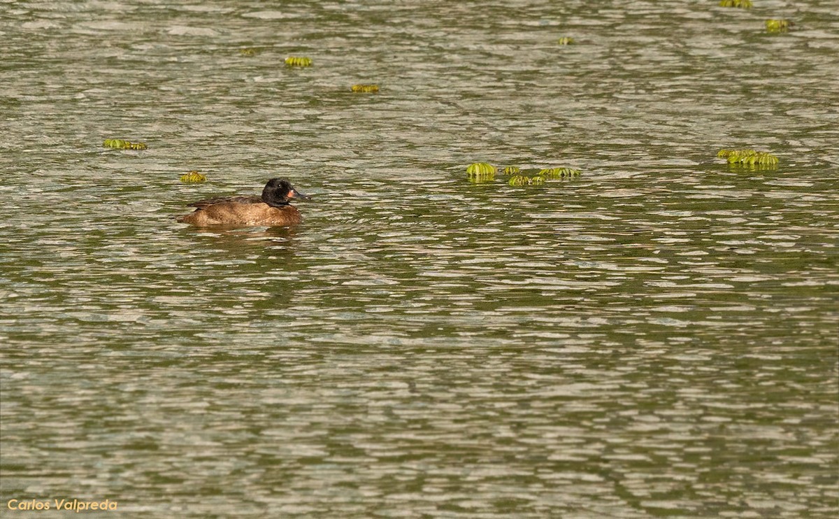 Black-headed Duck - ML617570847