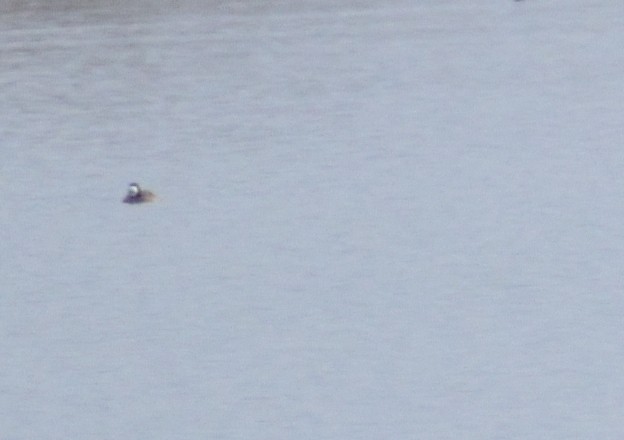 Greater Scaup - ML617570877