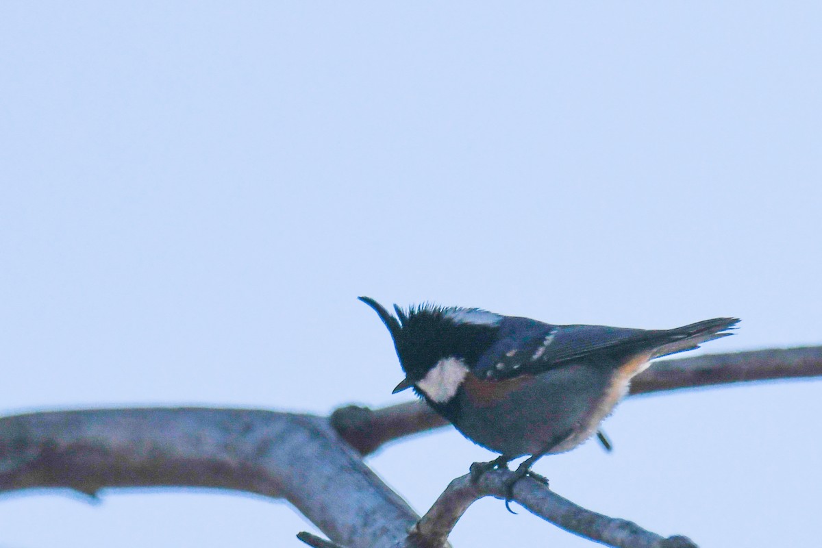 Coal Tit - ML617570882