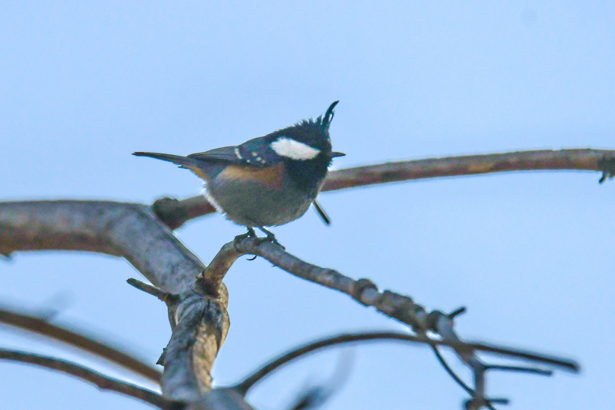 Coal Tit - ML617570883