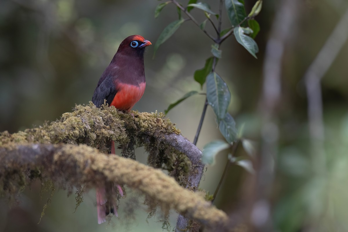 Rosenschwanztrogon - ML617570889