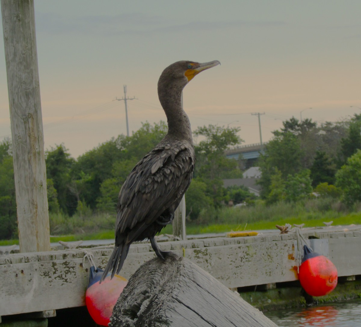 Double-crested Cormorant - ML617570904