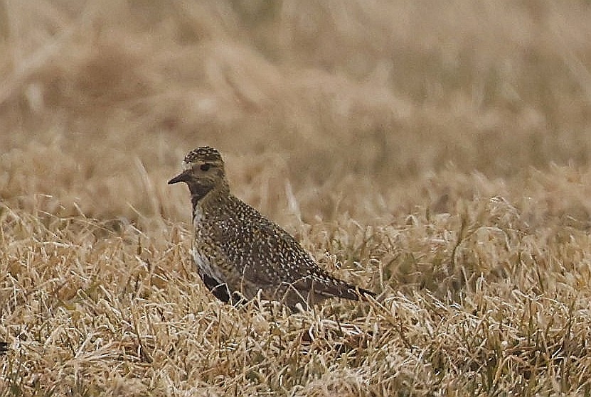 Chorlito Dorado Europeo - ML617570911