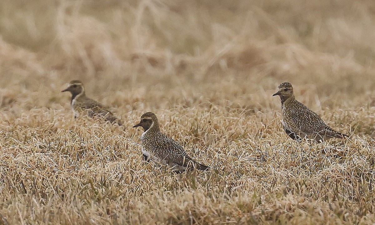 European Golden-Plover - ML617570913