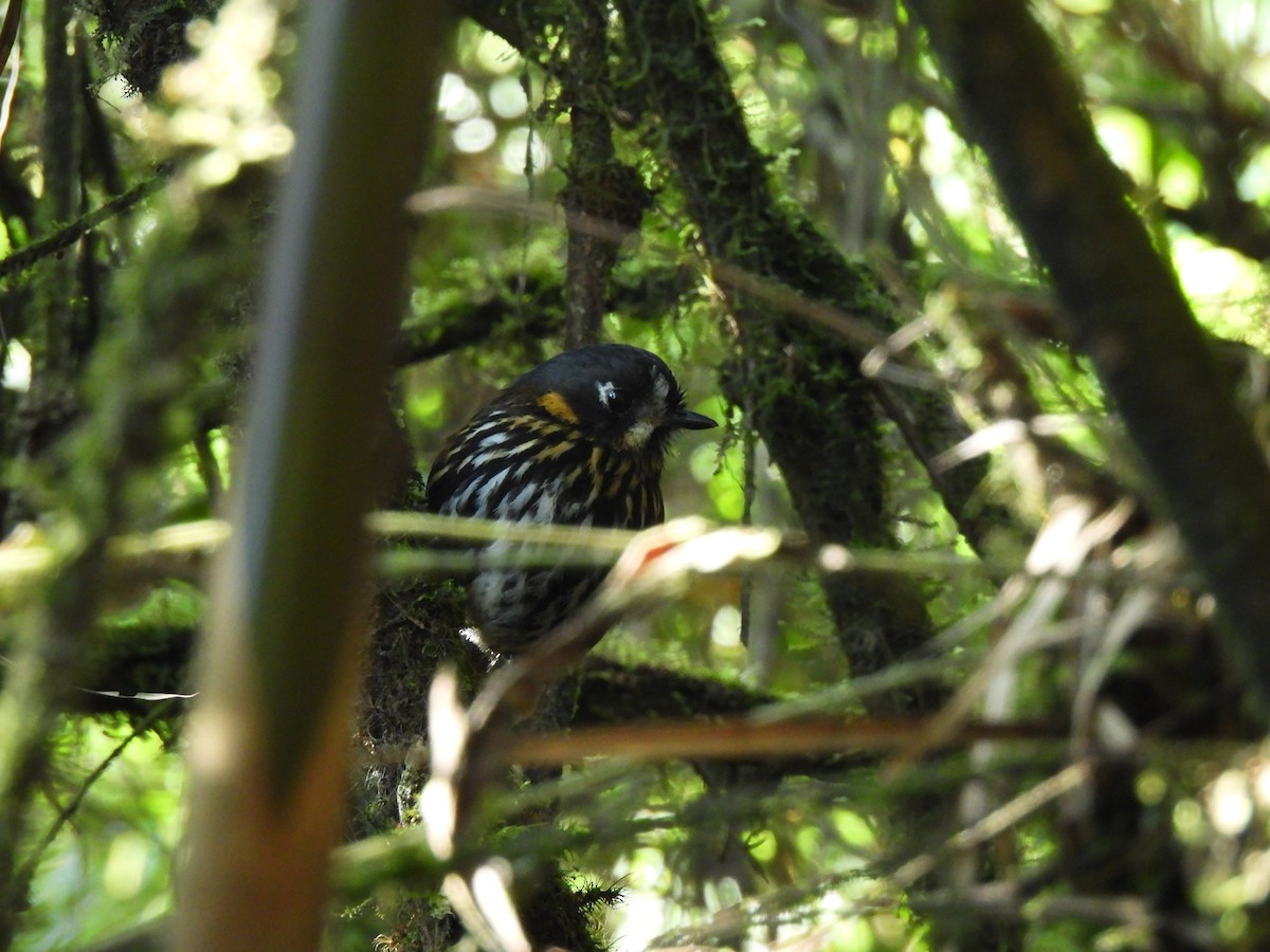 Crescent-faced Antpitta - ML617570922