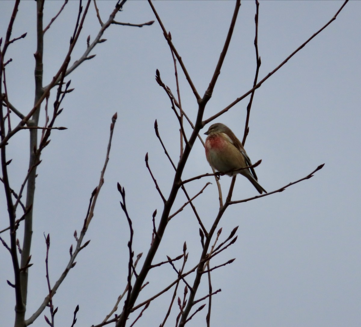 Eurasian Linnet - ML617570950