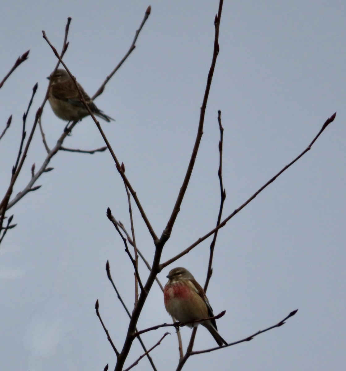 Eurasian Linnet - ML617570951