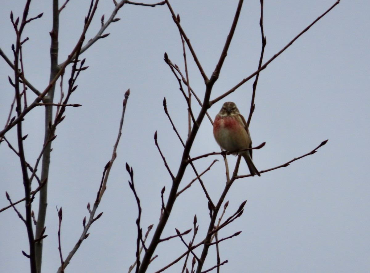 Eurasian Linnet - ML617570952