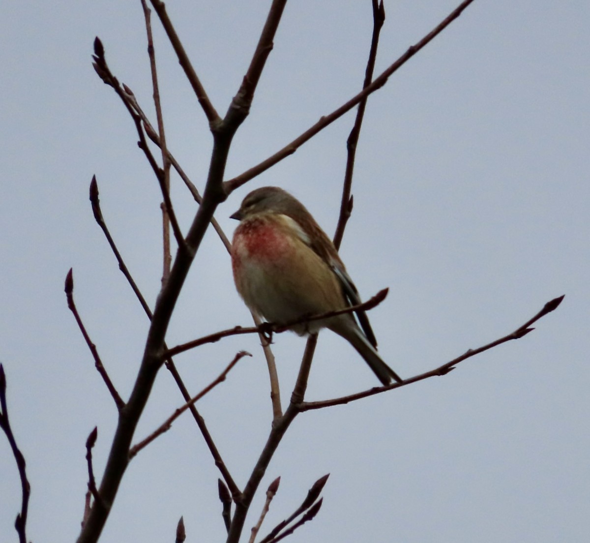 Eurasian Linnet - ML617570953