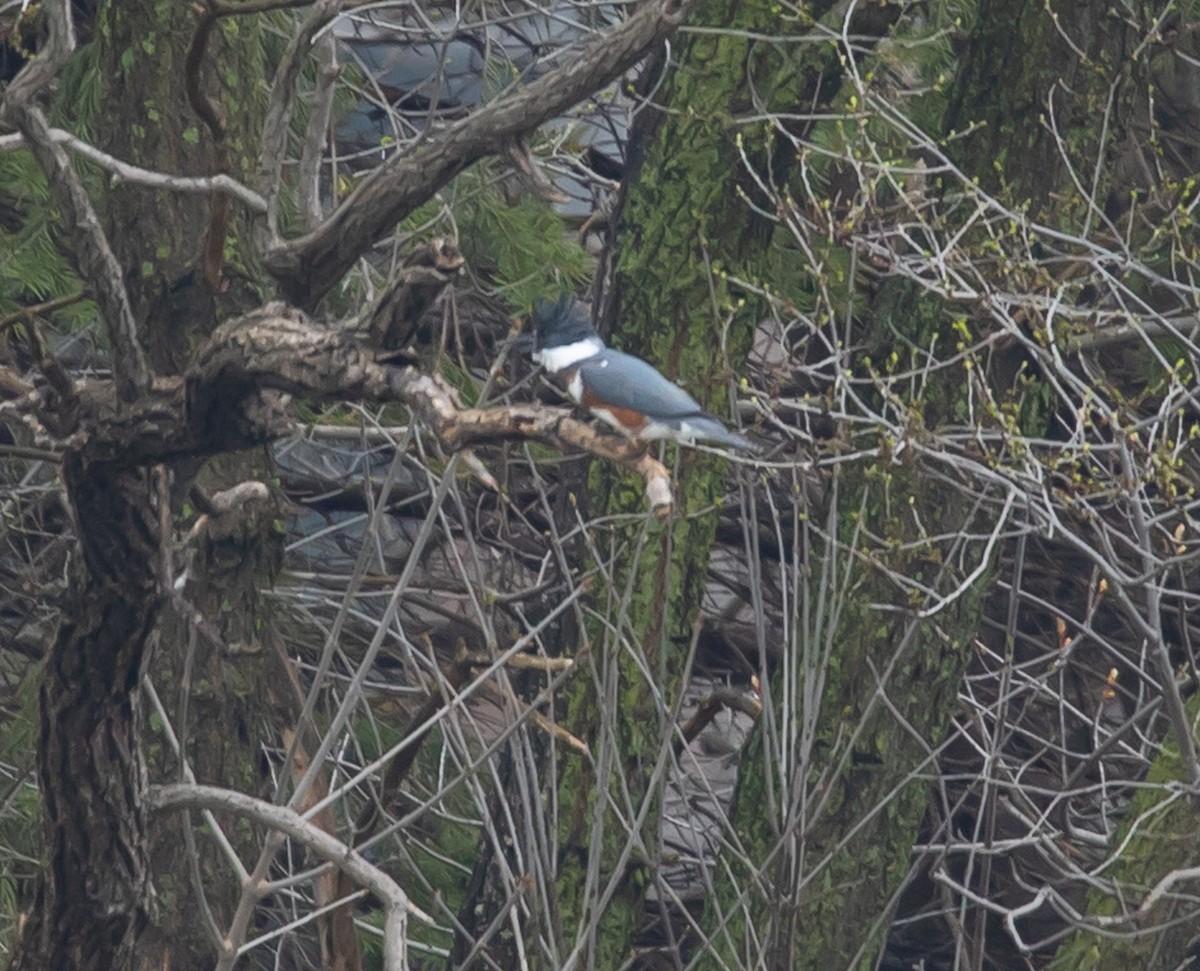 Belted Kingfisher - ML617570987