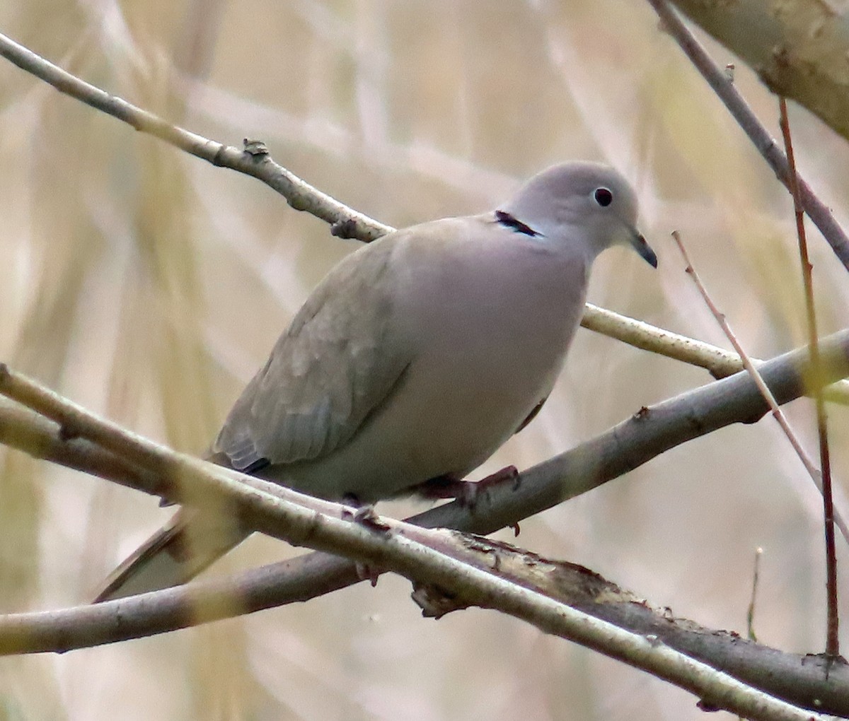 Eurasian Collared-Dove - ML617571024