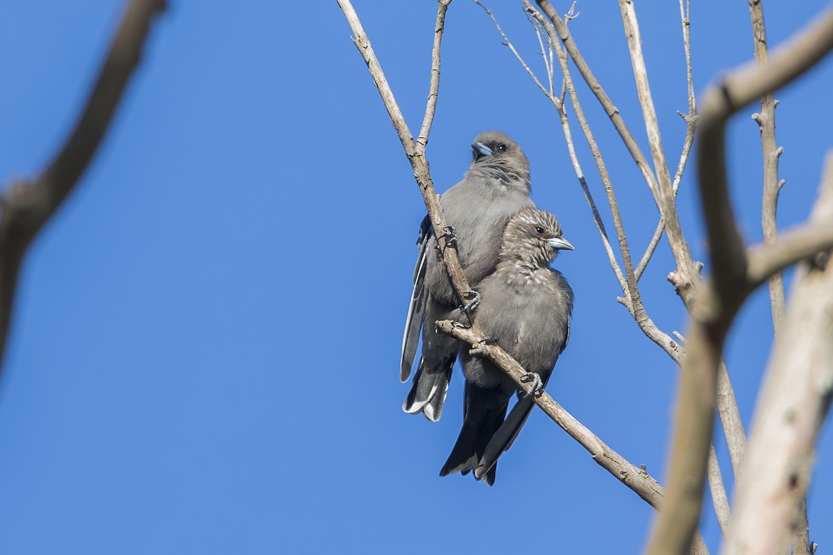 Dusky Woodswallow - ML617571083