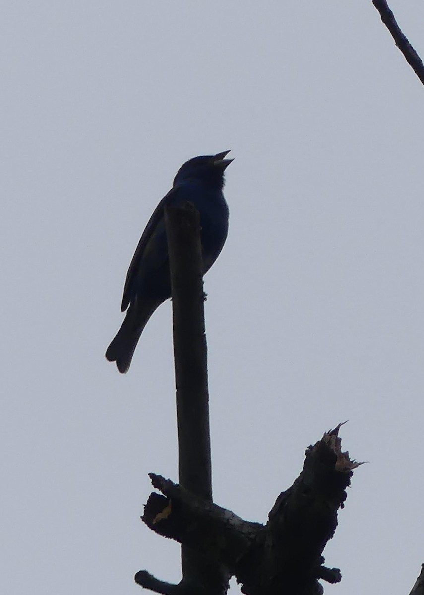 Passerin indigo - ML617571104