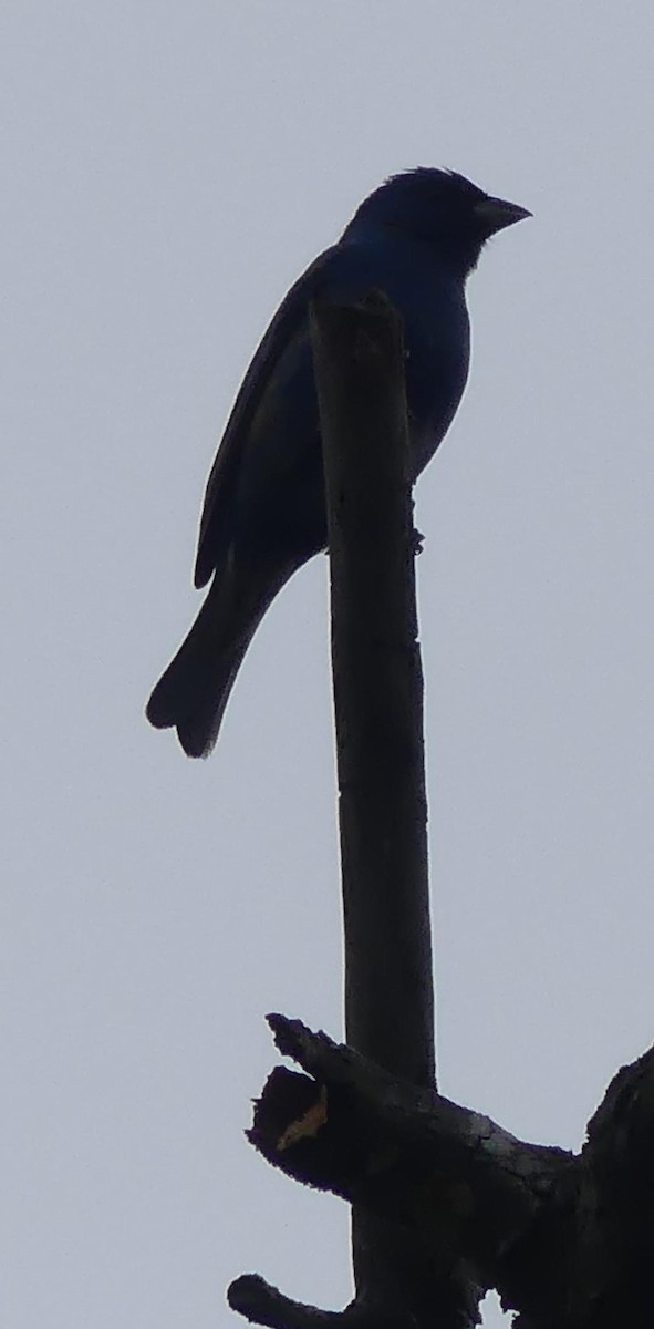 Passerin indigo - ML617571105