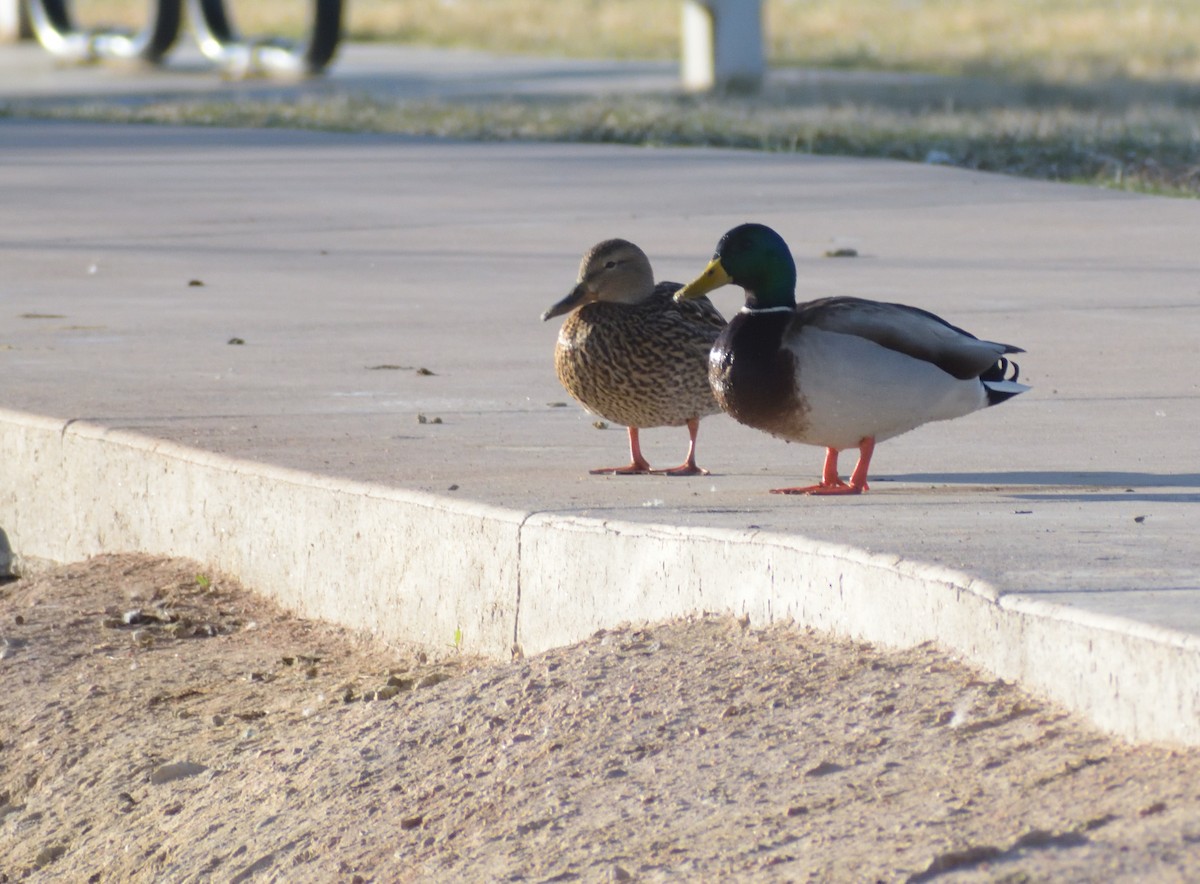 Canard colvert - ML617571108