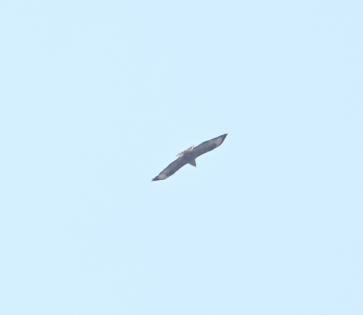 Long-legged Buzzard - ML617571111