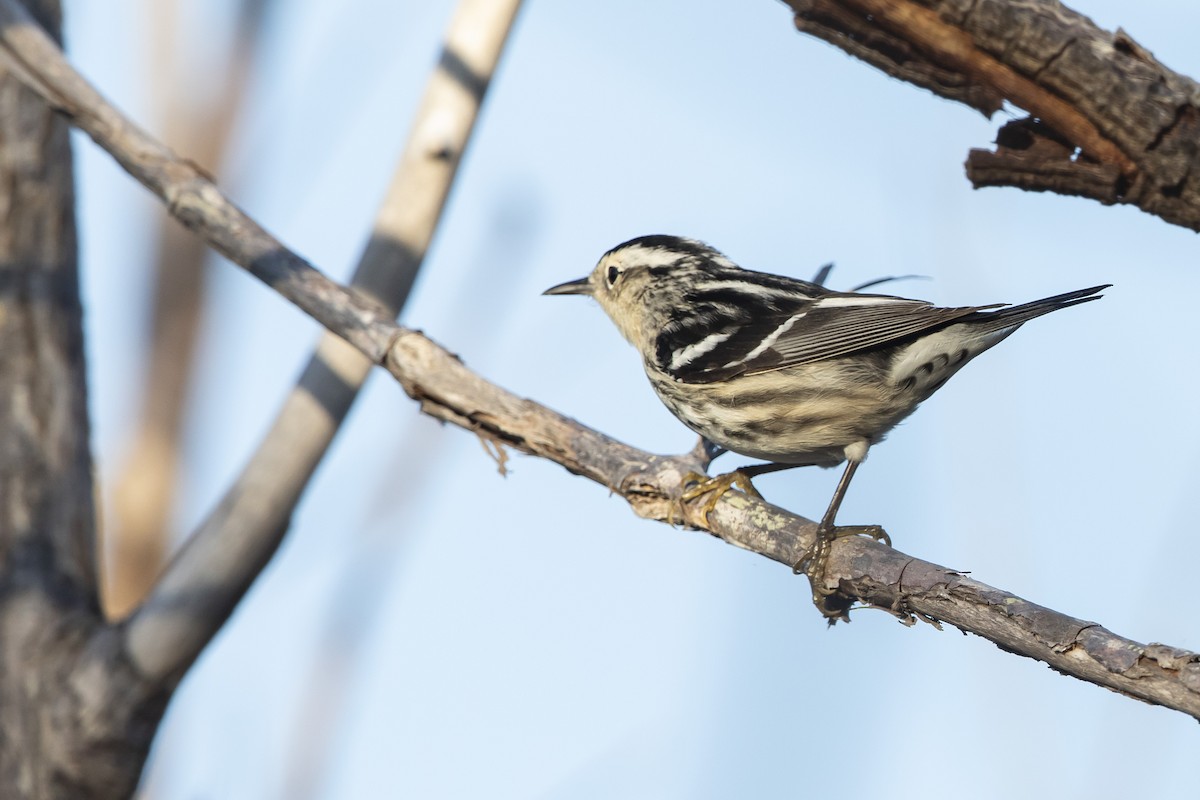 Black-and-white Warbler - ML617571113