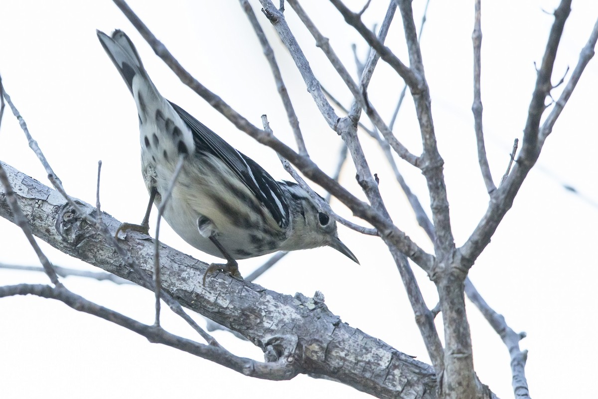 Black-and-white Warbler - ML617571114