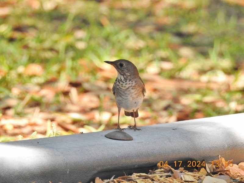 Gray-cheeked Thrush - ML617571118