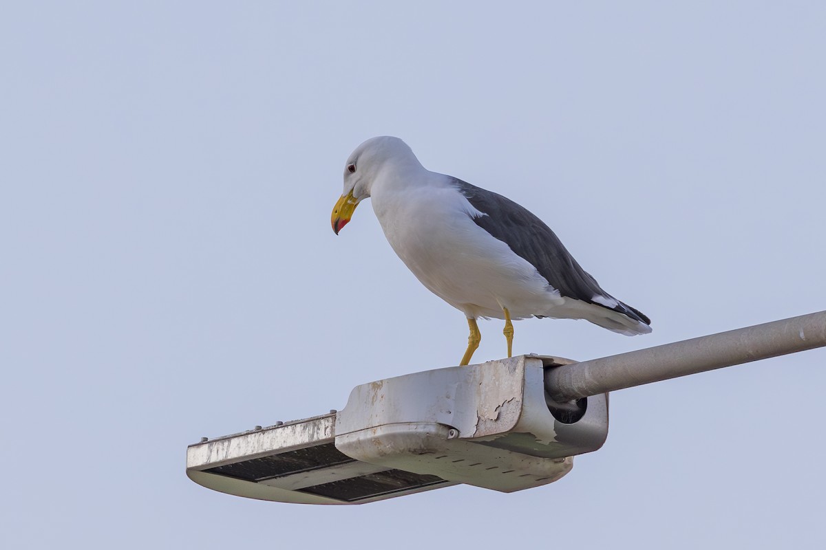 Pacific Gull - ML617571124