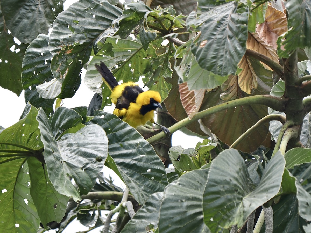 Yellow-tailed Oriole - ML617571138