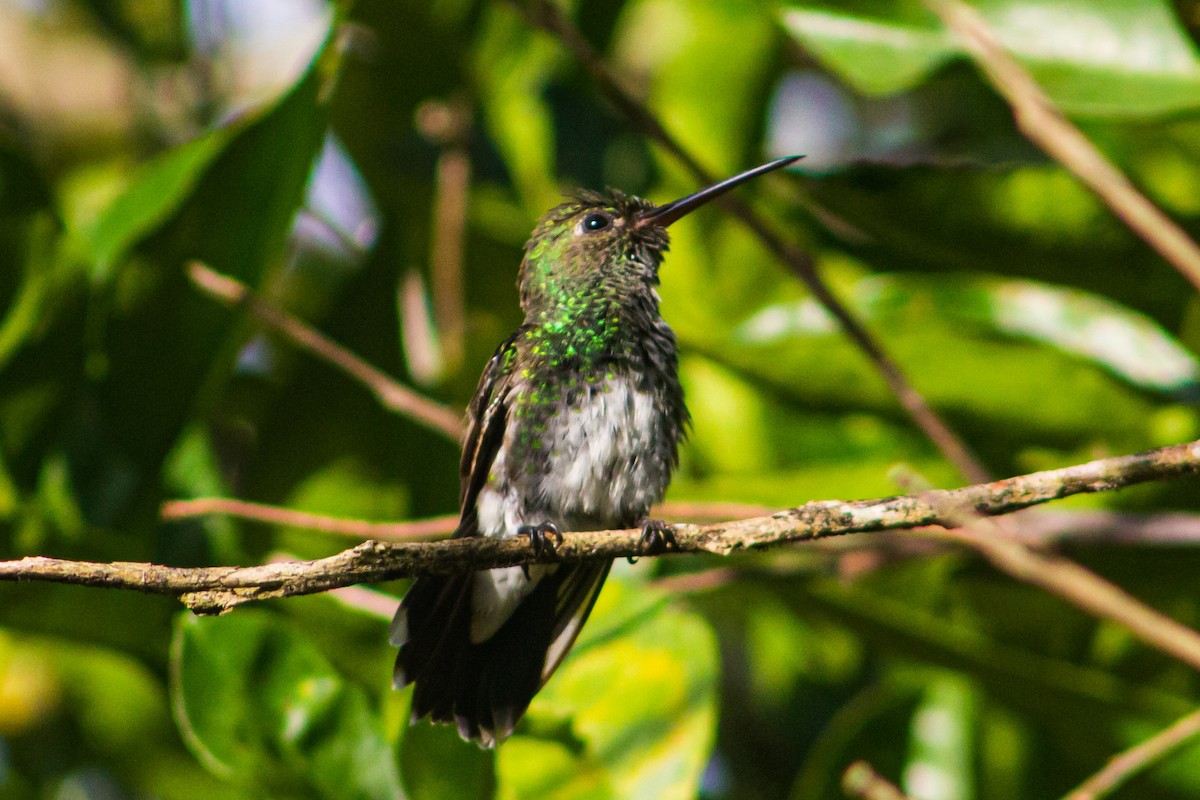 Glittering-throated Emerald - ML617571146