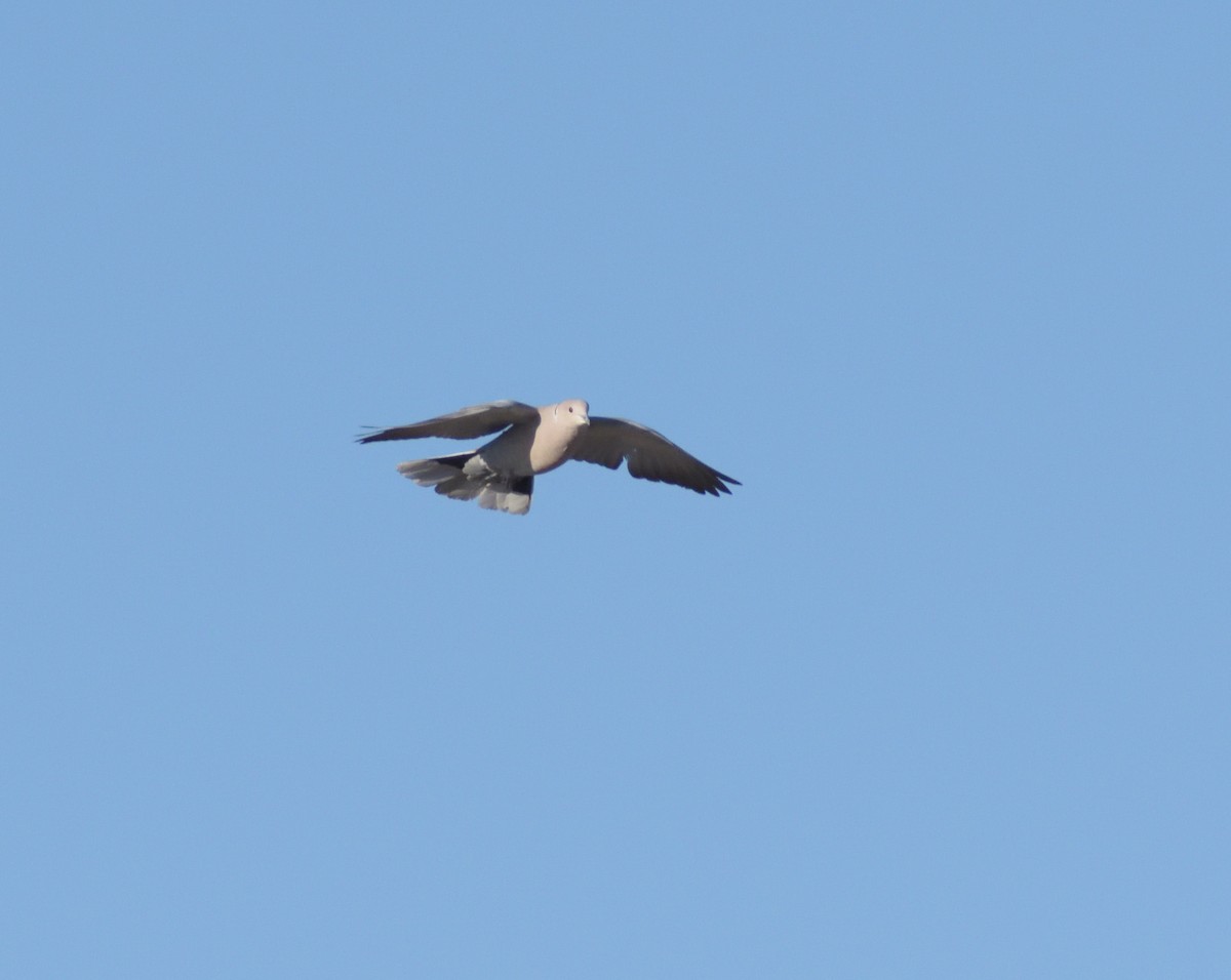 Eurasian Collared-Dove - ML617571158