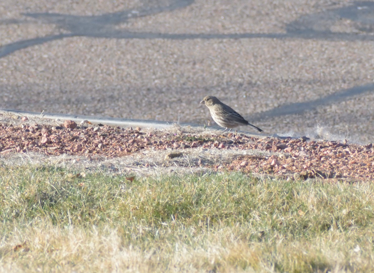 House Finch - ML617571190