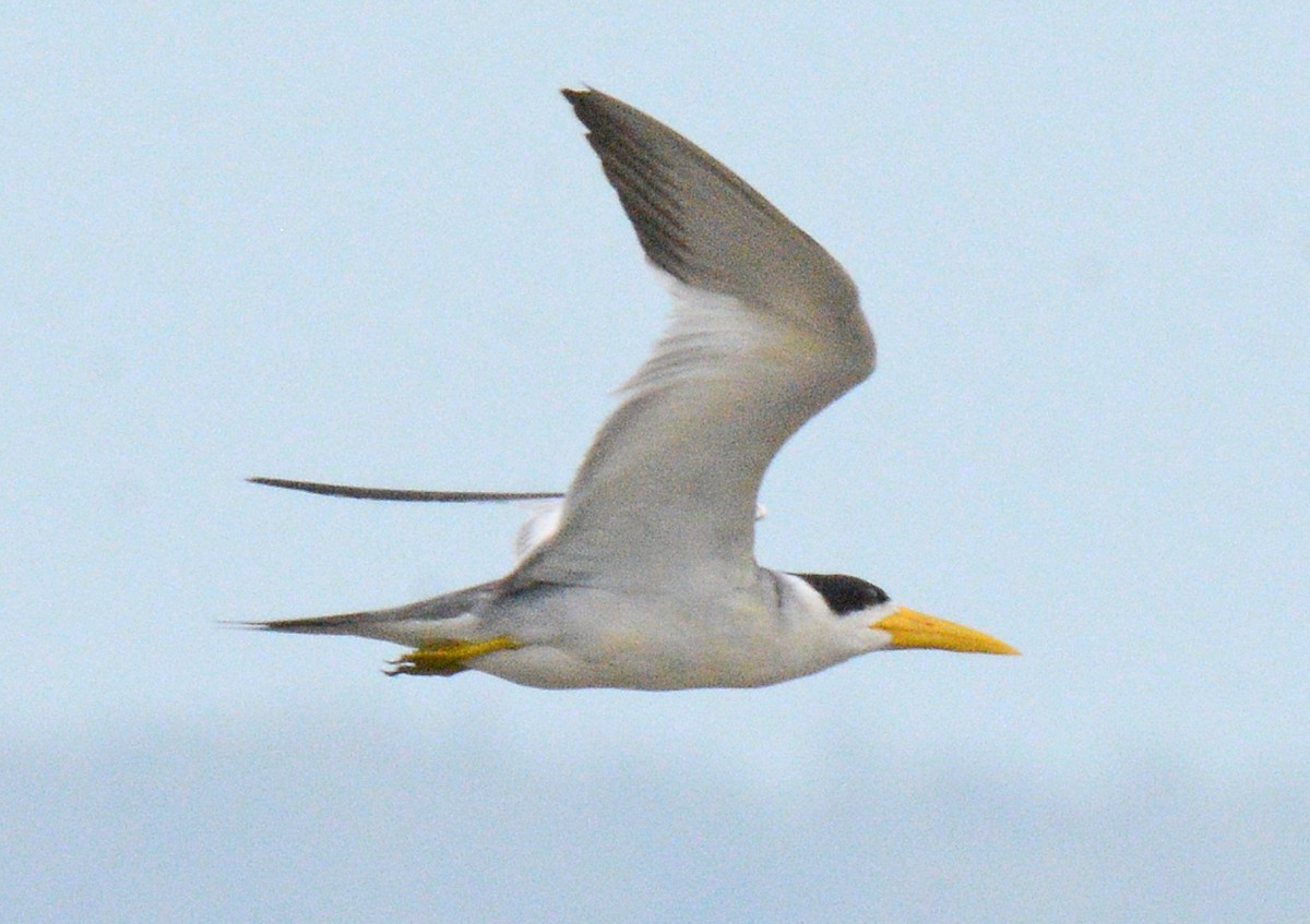 Large-billed Tern - ML617571236