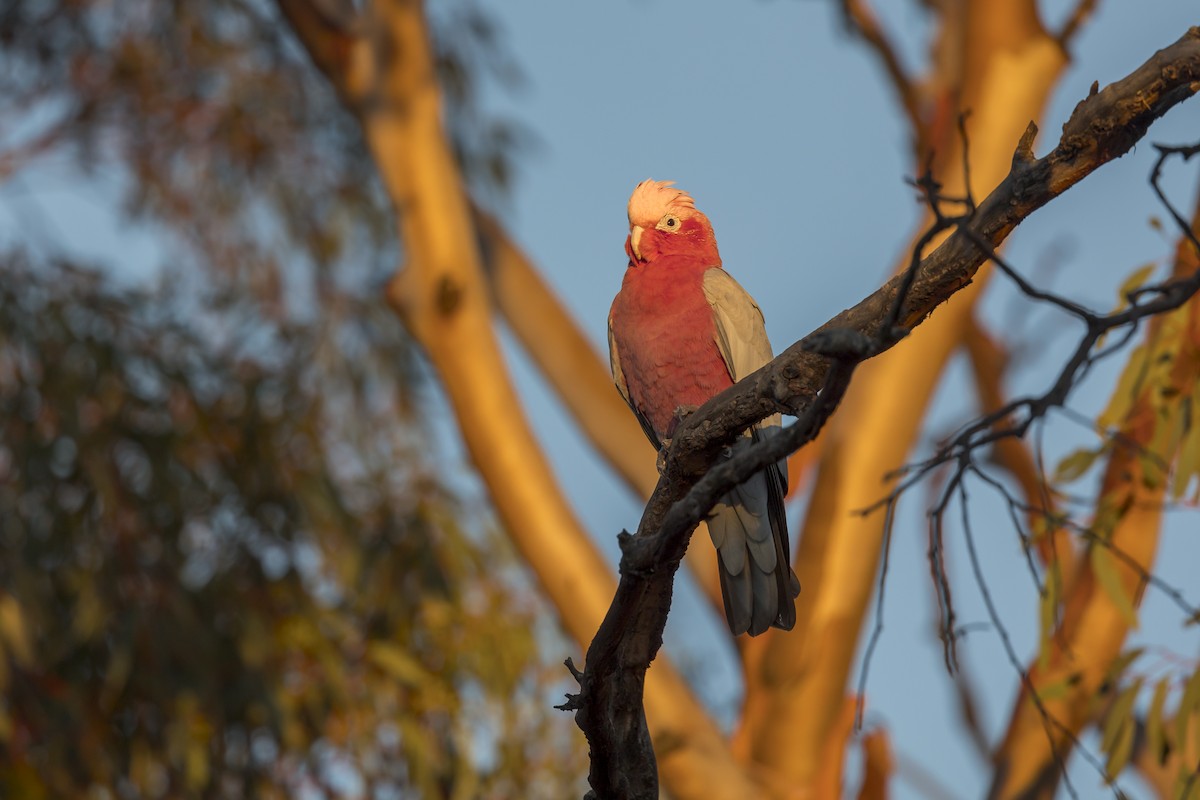 Cacatúa Galah - ML617571237